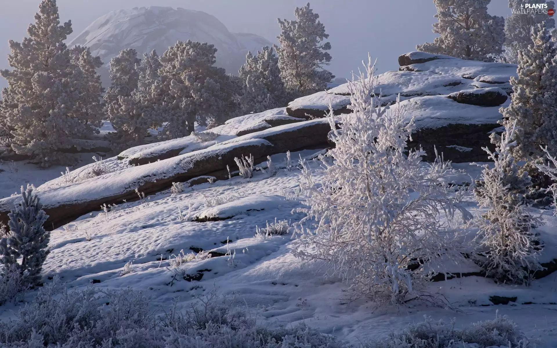 rocks, winter, trees, viewes, Snowy, Mountains