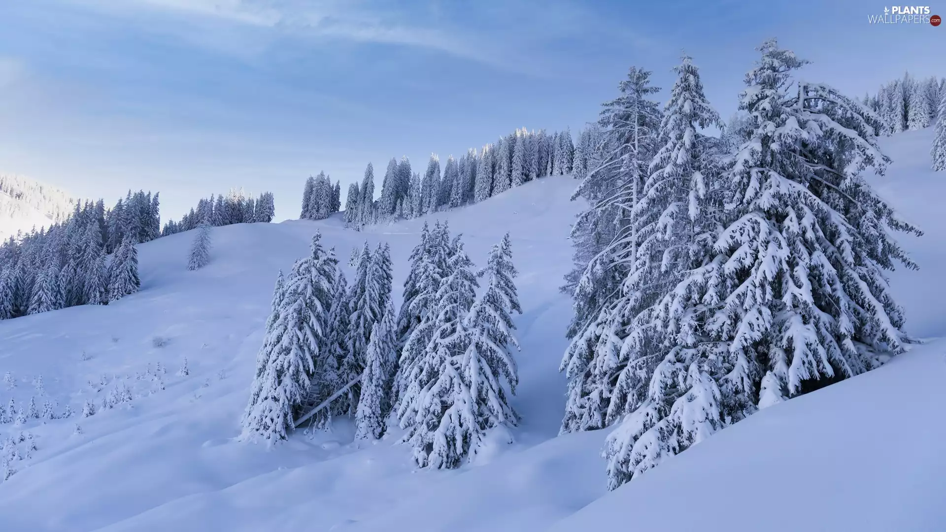 slope, winter, trees, viewes, Snowy, Mountains