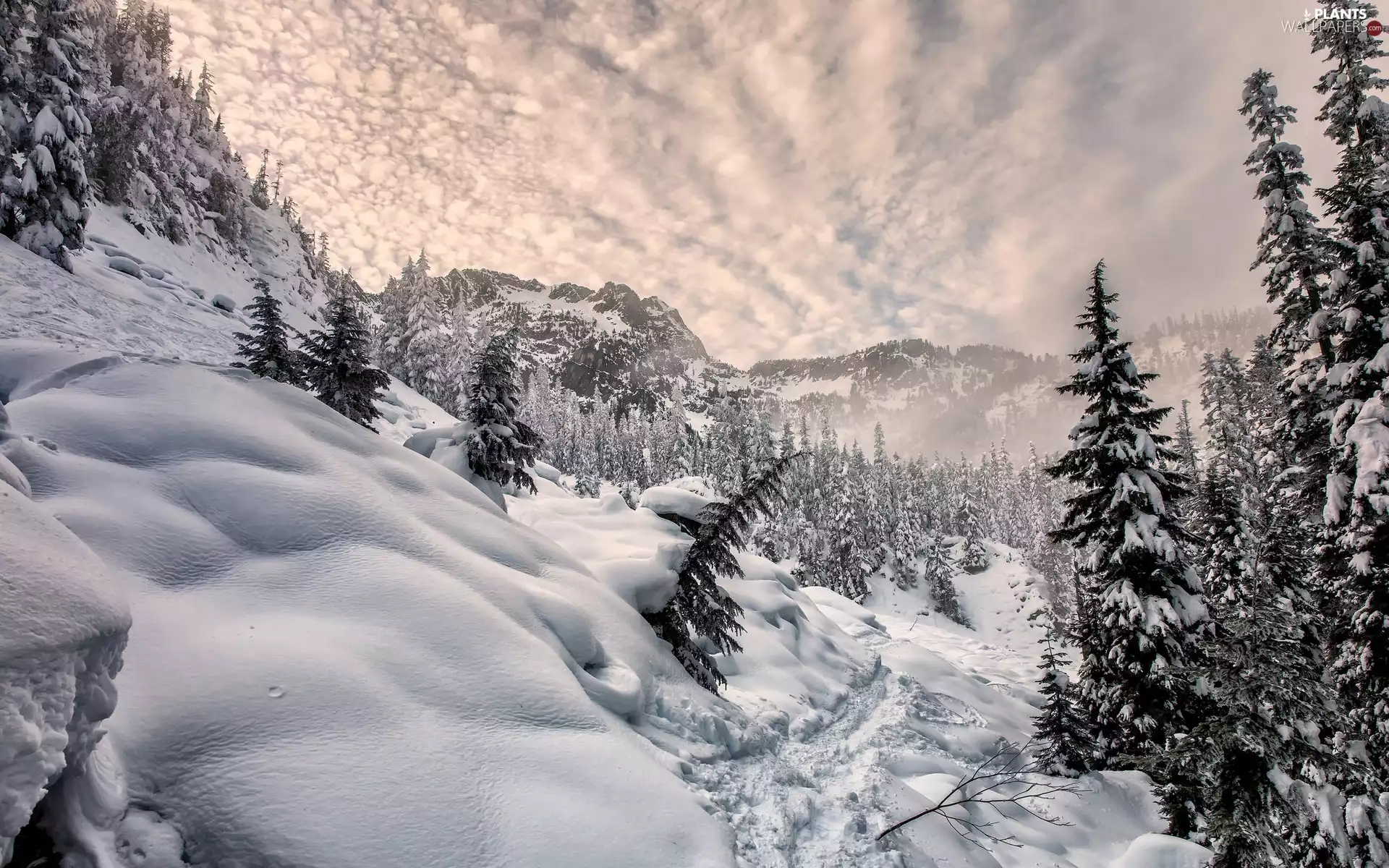snow, winter, trees, viewes, Sky, Mountains