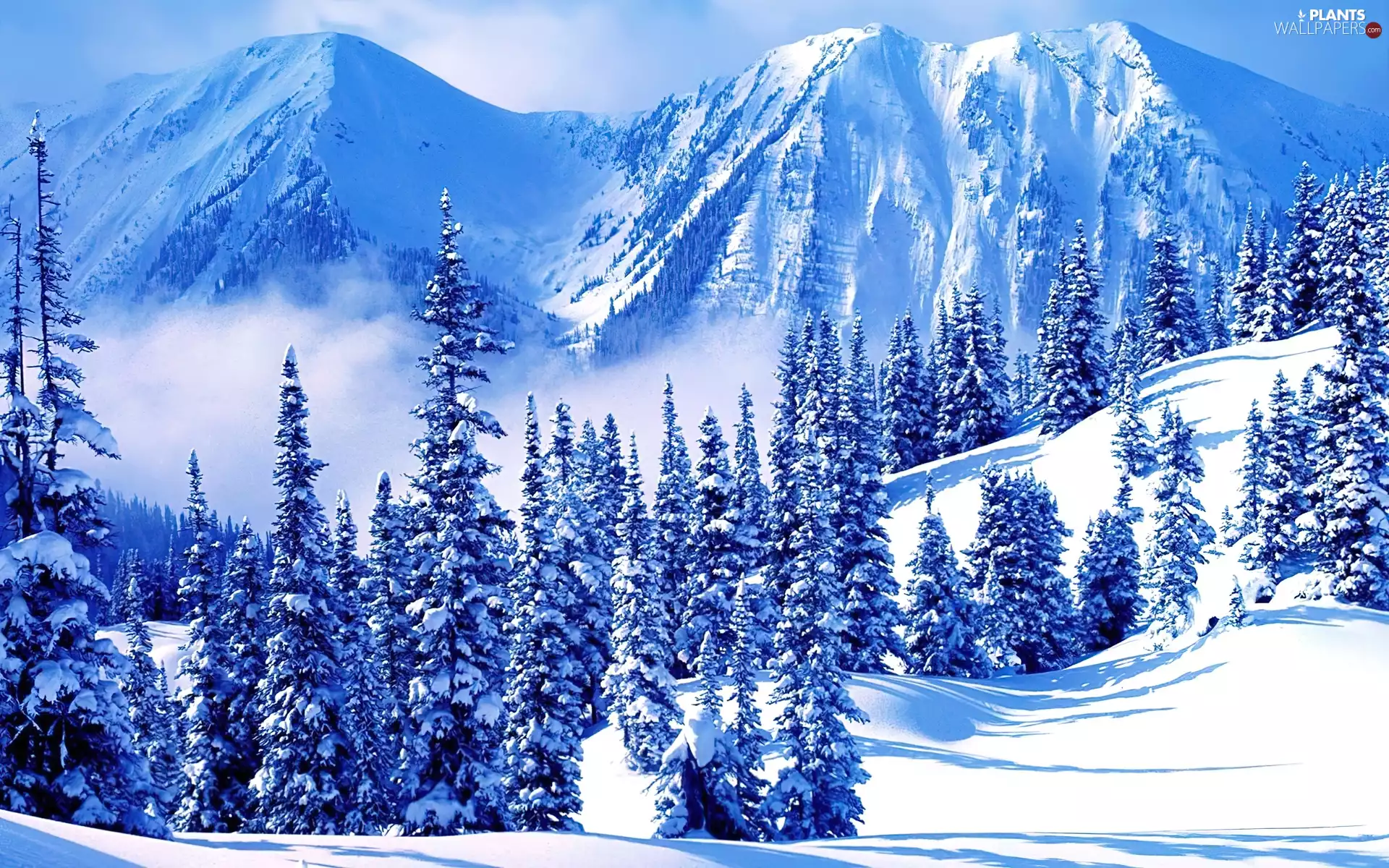 trees, viewes, Mountains, Snowy, winter