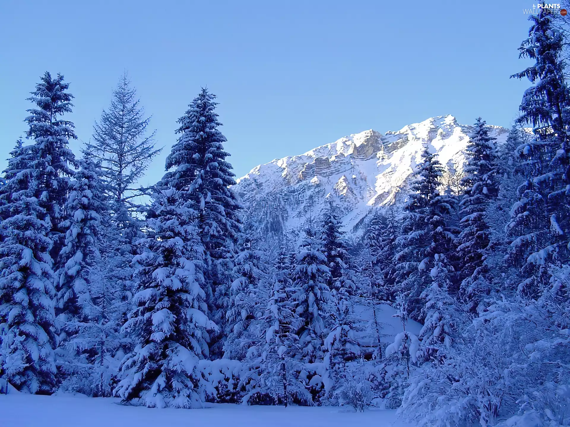 trees, viewes, Mountains, Snowy, winter
