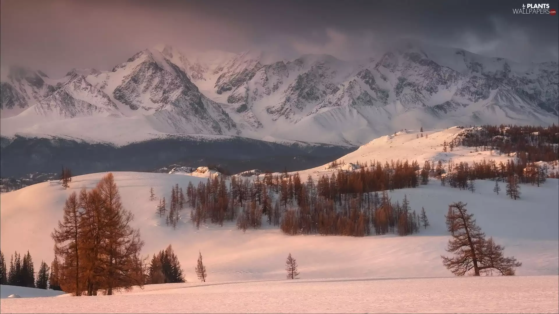 trees, viewes, Mountains, Yellowed, winter