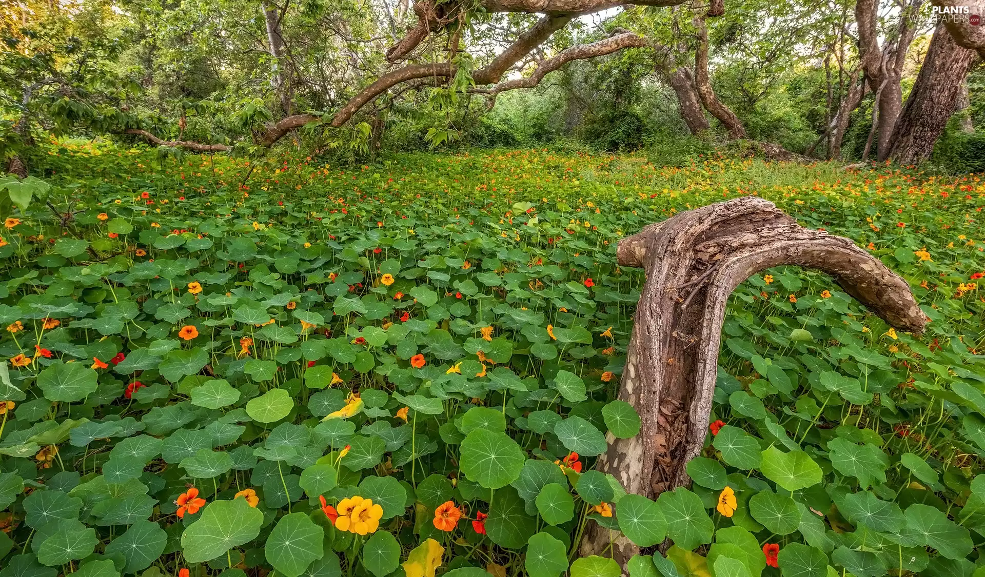 Leaf, Flowers, trees, viewes, forest, nasturtiums