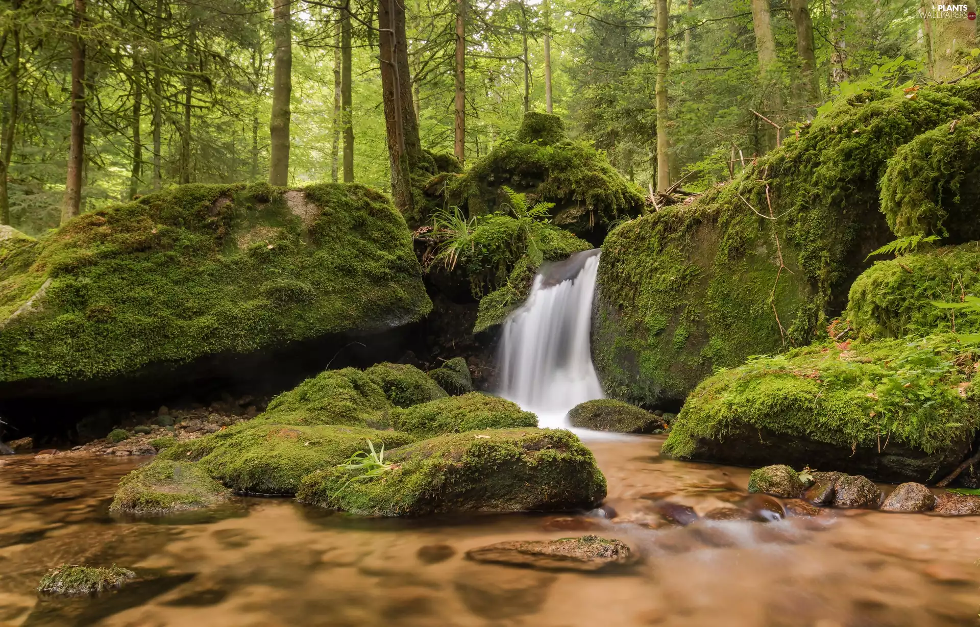 Gertelbach Stream, Germany, cascade, Gertelbach Waterfalls, Stones, viewes, trees, Bühlertal Municipality, Nordschwarzwald Region, forest, mossy