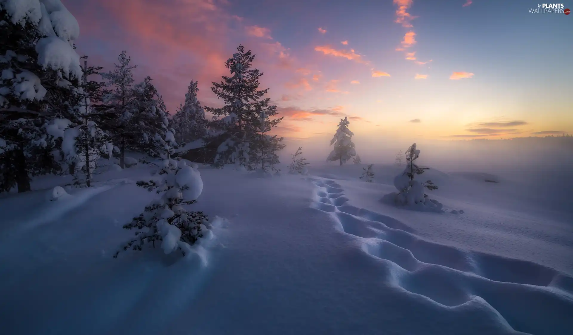 traces, Snowy, Norway, trees, Ringerike, snow, winter, viewes