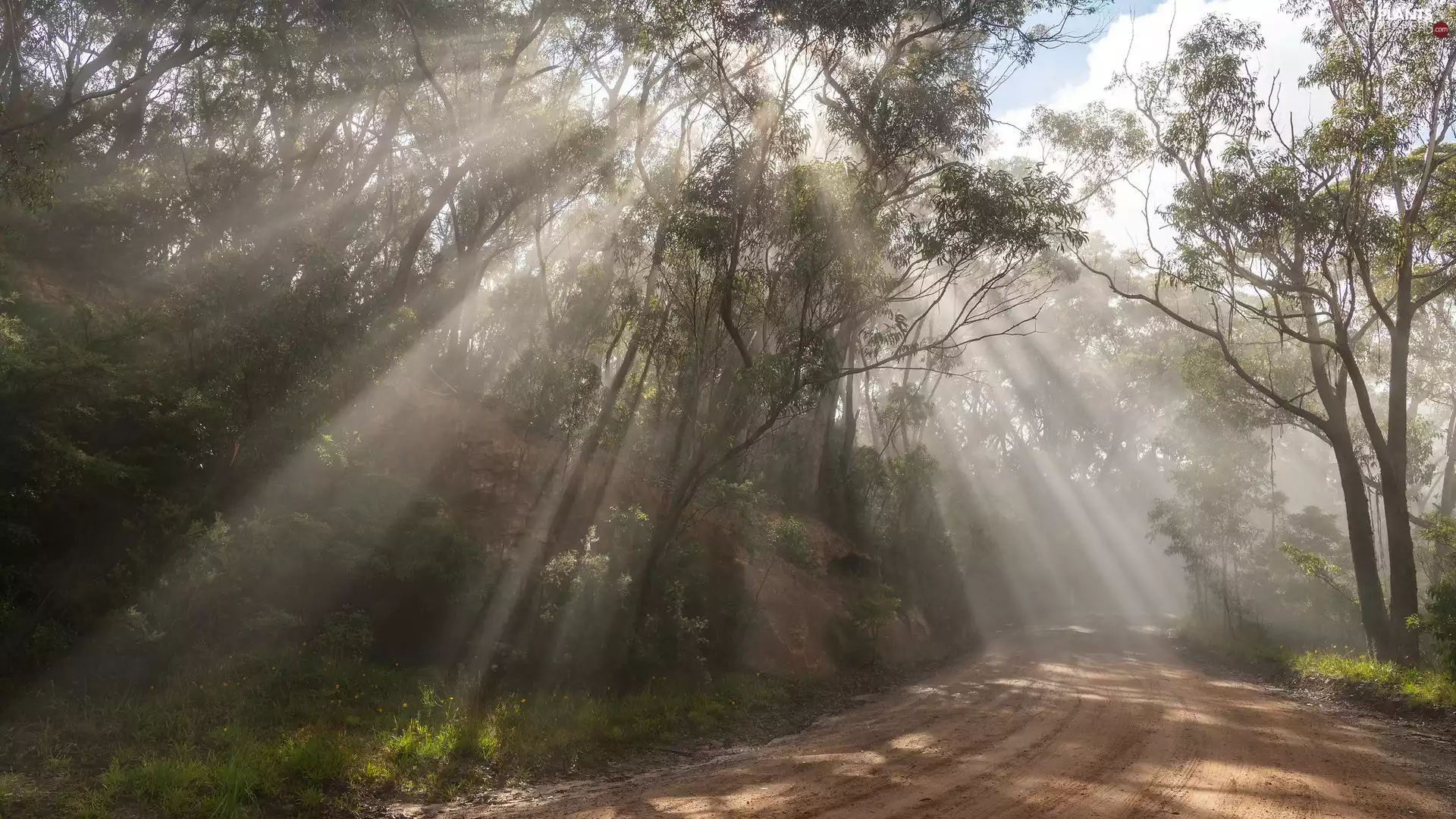 viewes, light breaking through sky, green ones, trees, Way