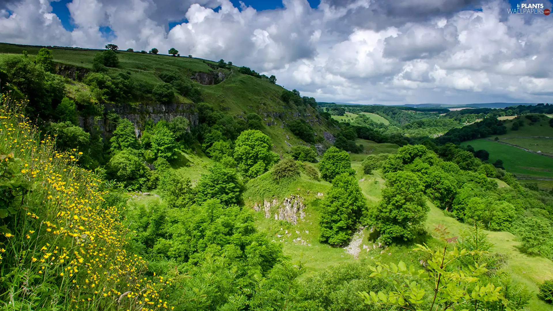 viewes, The Hills, Bush, trees, green ones, grass, clouds