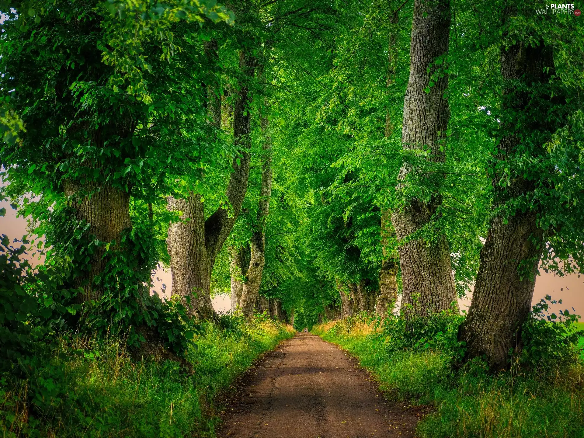 alley, Way, trees, viewes, green ones