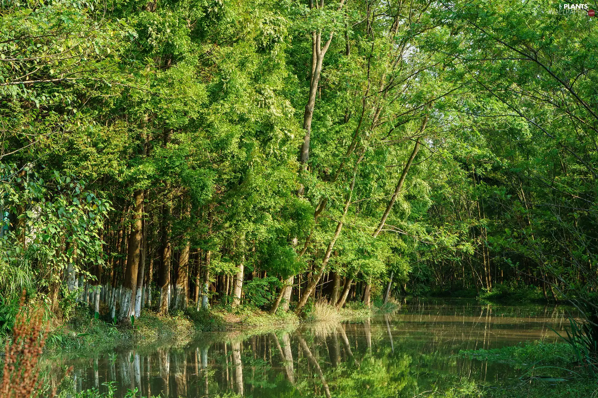 forest, River, trees, viewes, green ones