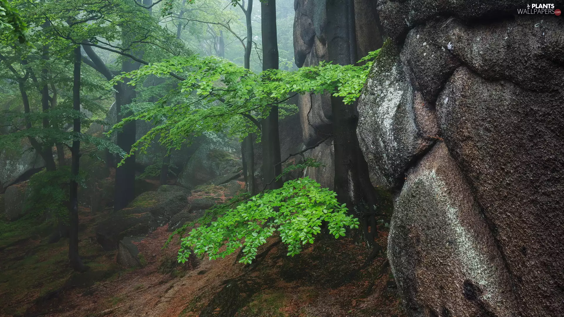 forest, rocks, trees, viewes, green ones