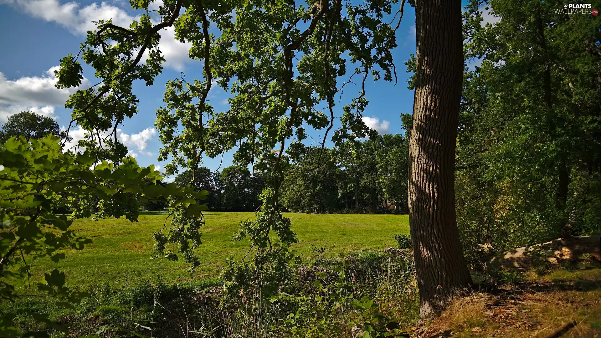 Meadow, summer, trees, viewes, green ones