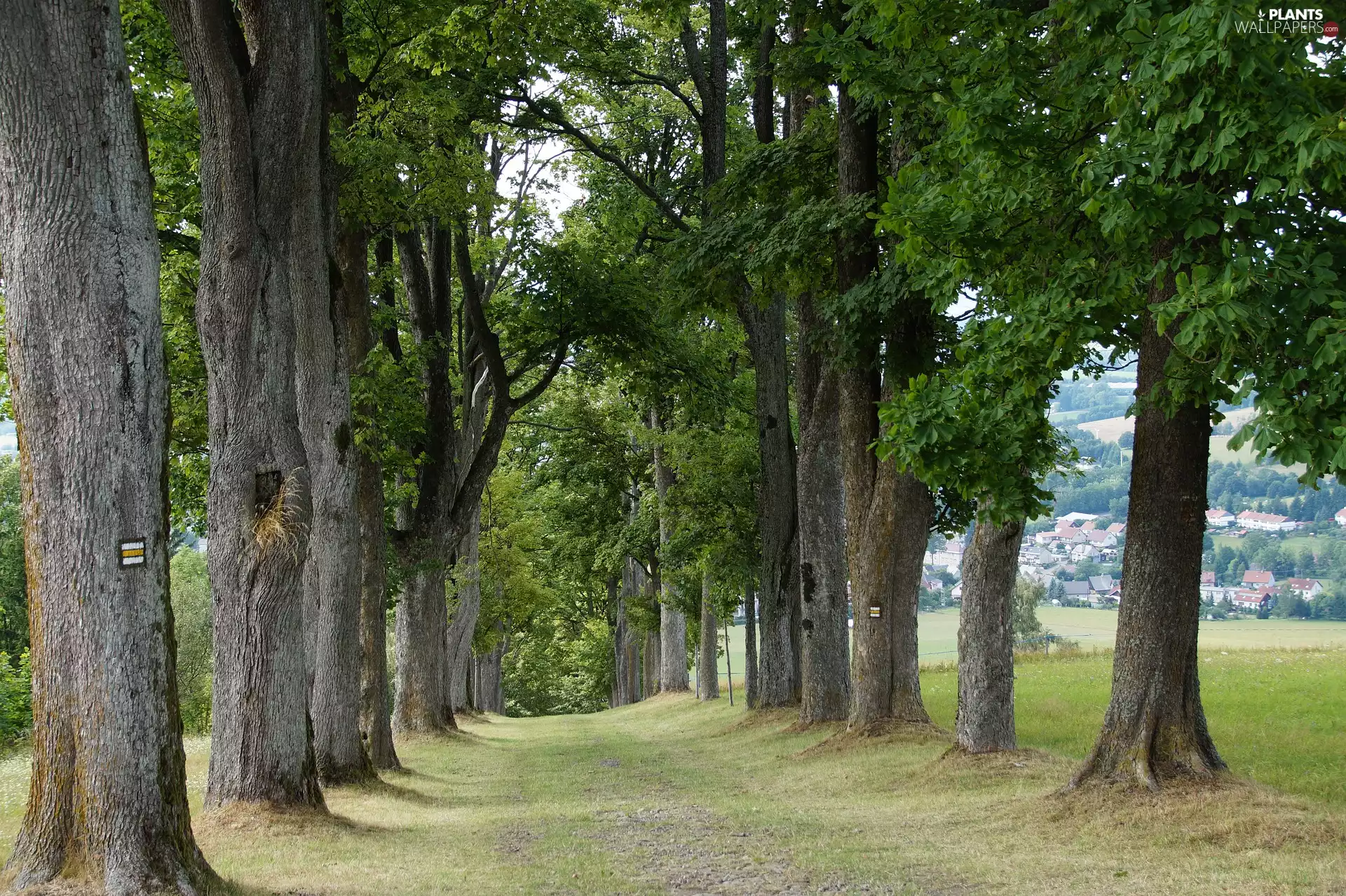 Path, Houses, trees, viewes, green ones