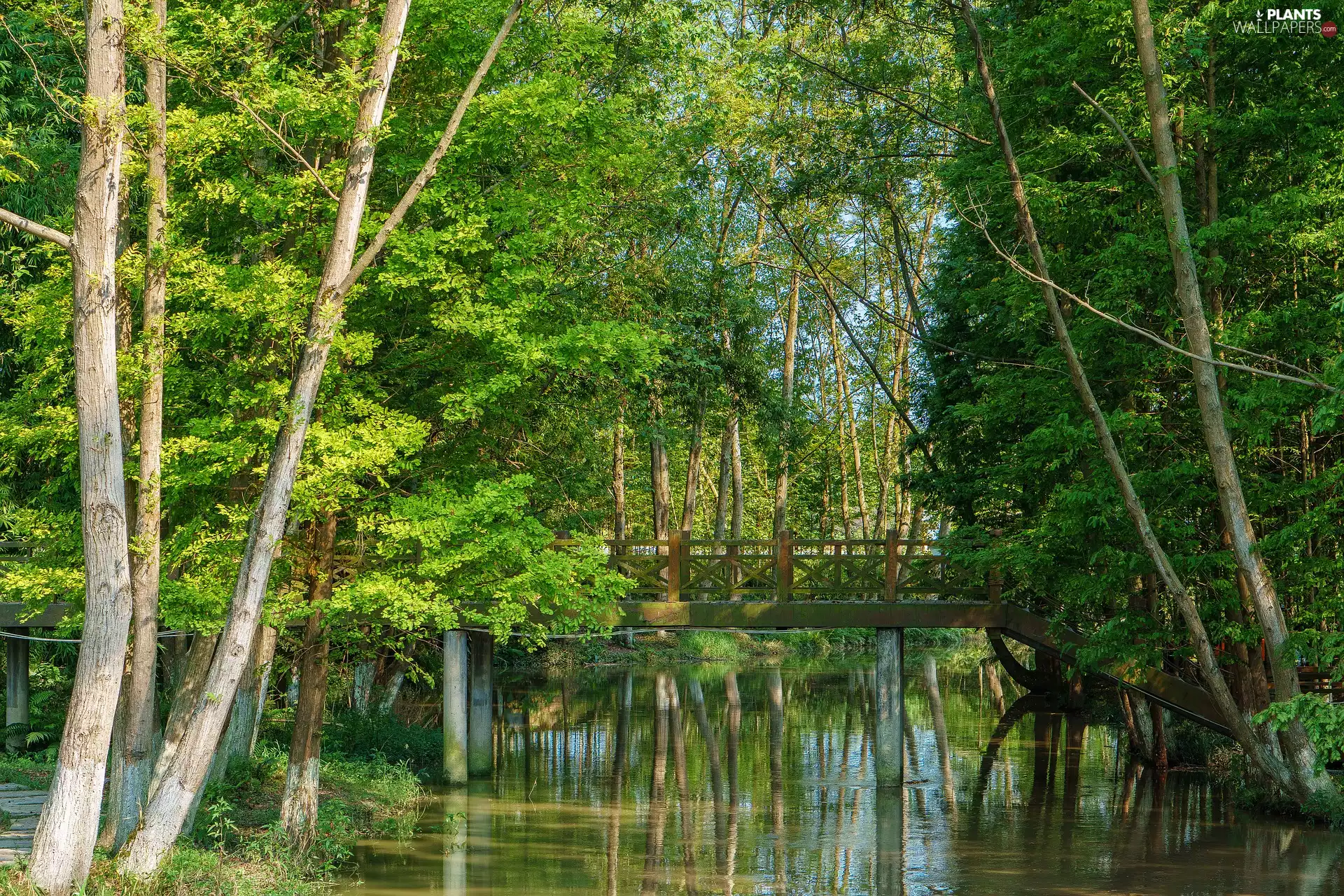 River, bridge, trees, viewes, green ones