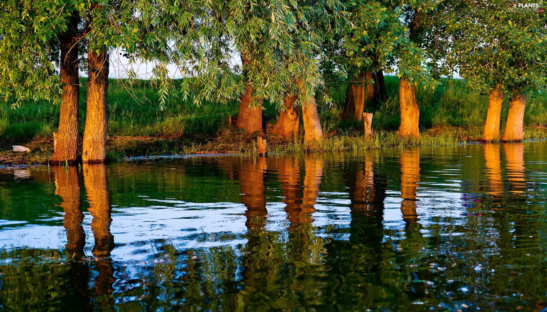 River, forest, trees, viewes, green ones