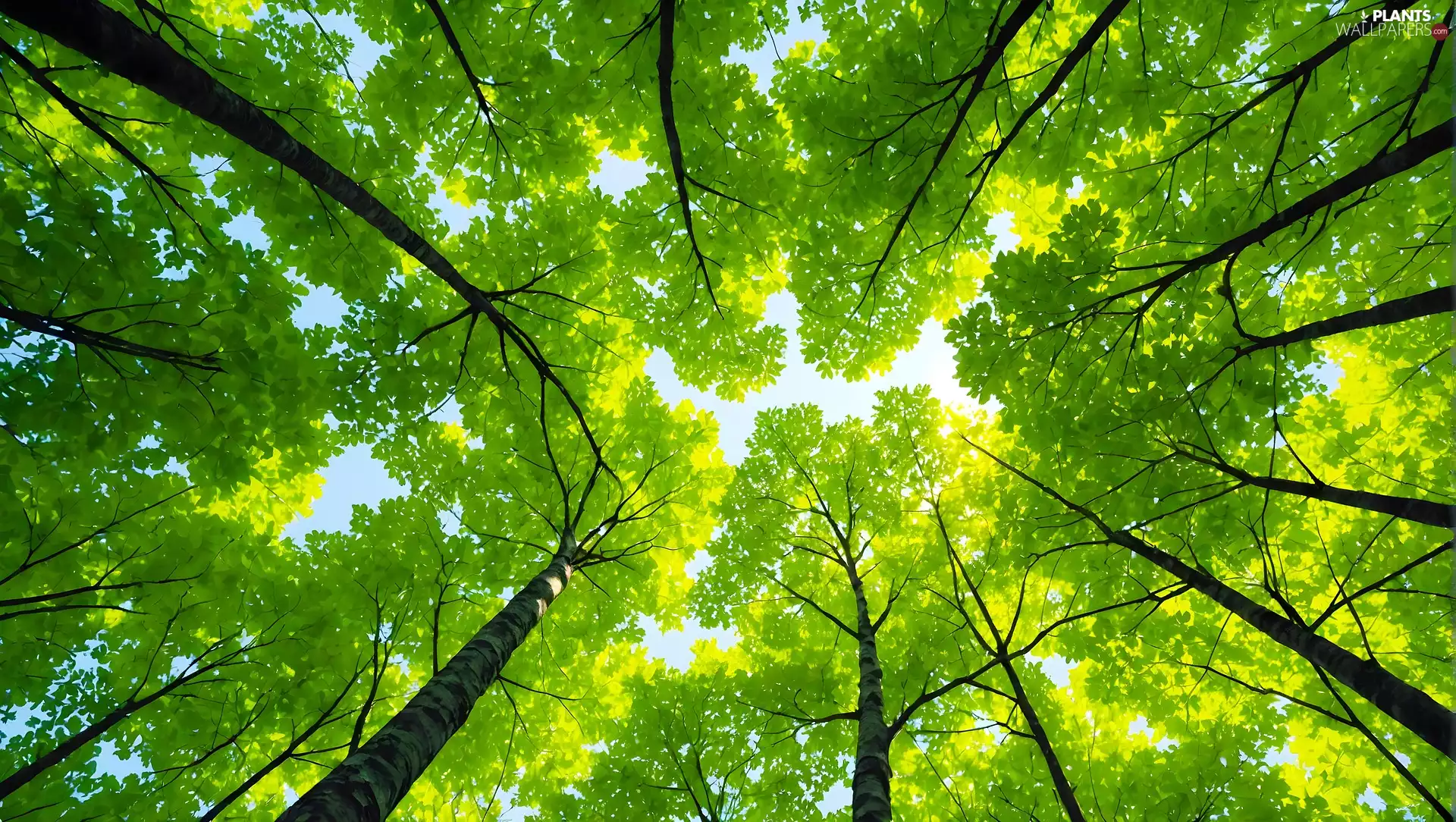 vertices, graphics, trees, viewes, green ones