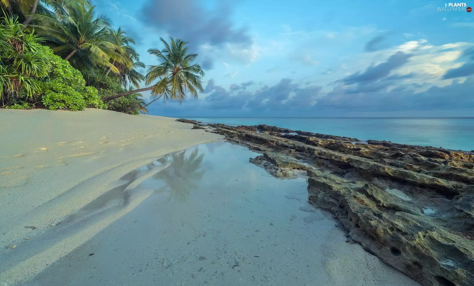 South Atoll, Dhoores Island, Maldives, sea, viewes, Palms, Beaches, trees, rocky
