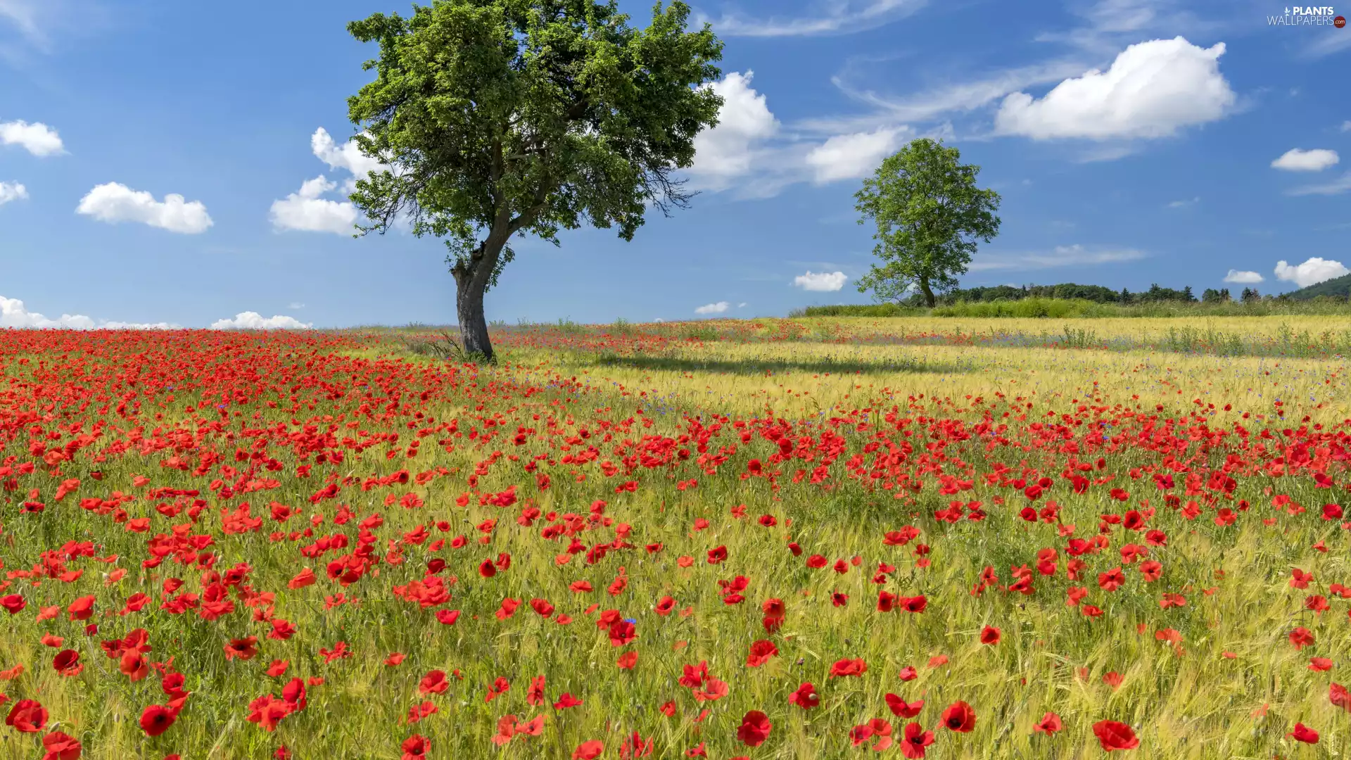 trees, viewes, papavers, grass, Meadow