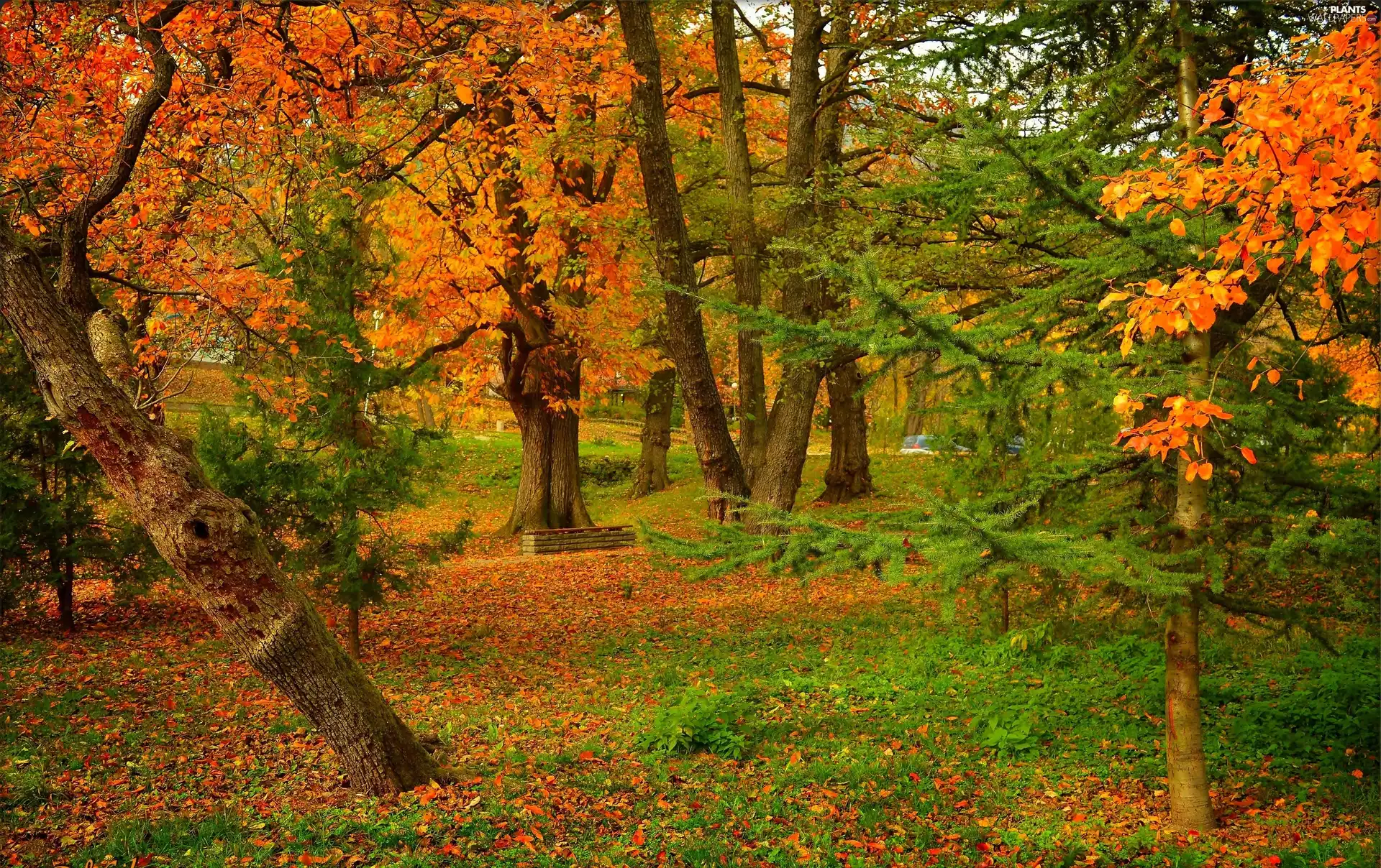 trees, viewes, Park, Bench, autumn