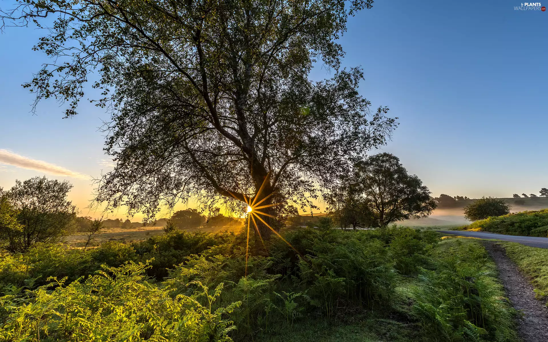 rays of the Sun, New Forest National Park, The Hills, dawn, trees, England, field, Way, Fog, viewes