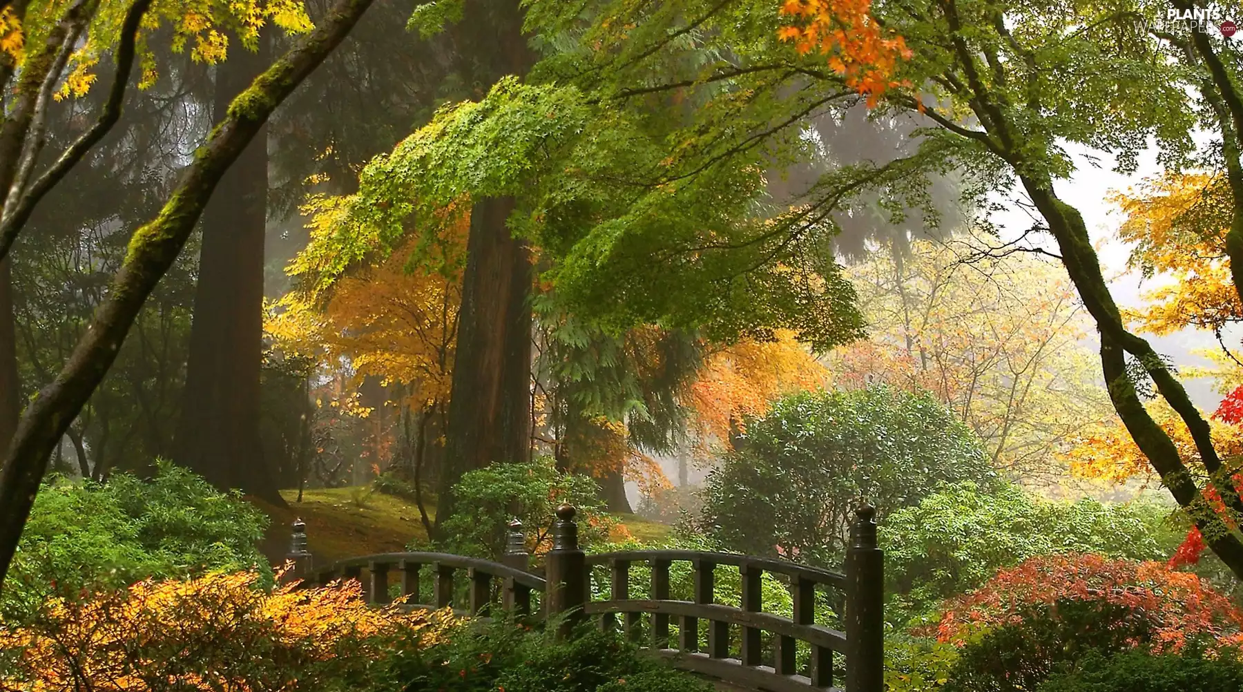 trees, viewes, Park, bridges, Garden