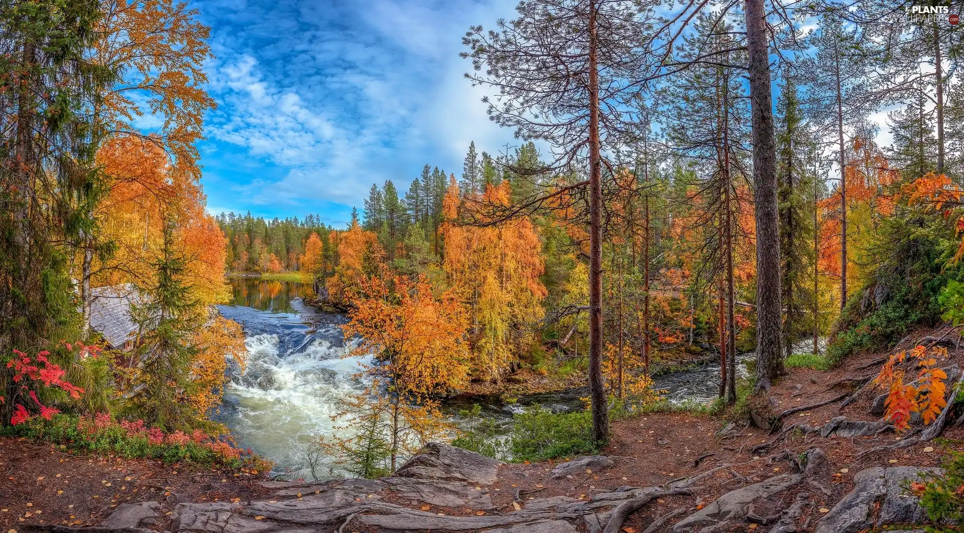 viewes, Kitkajoki River, Lapland, trees, autumn, Oulanka National Park, Finland