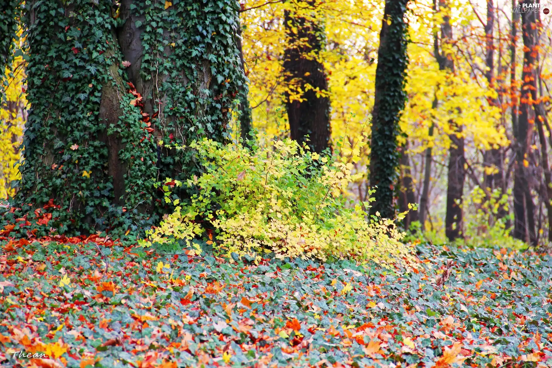 ivy, Autumn, viewes, Park, trees, Leaf
