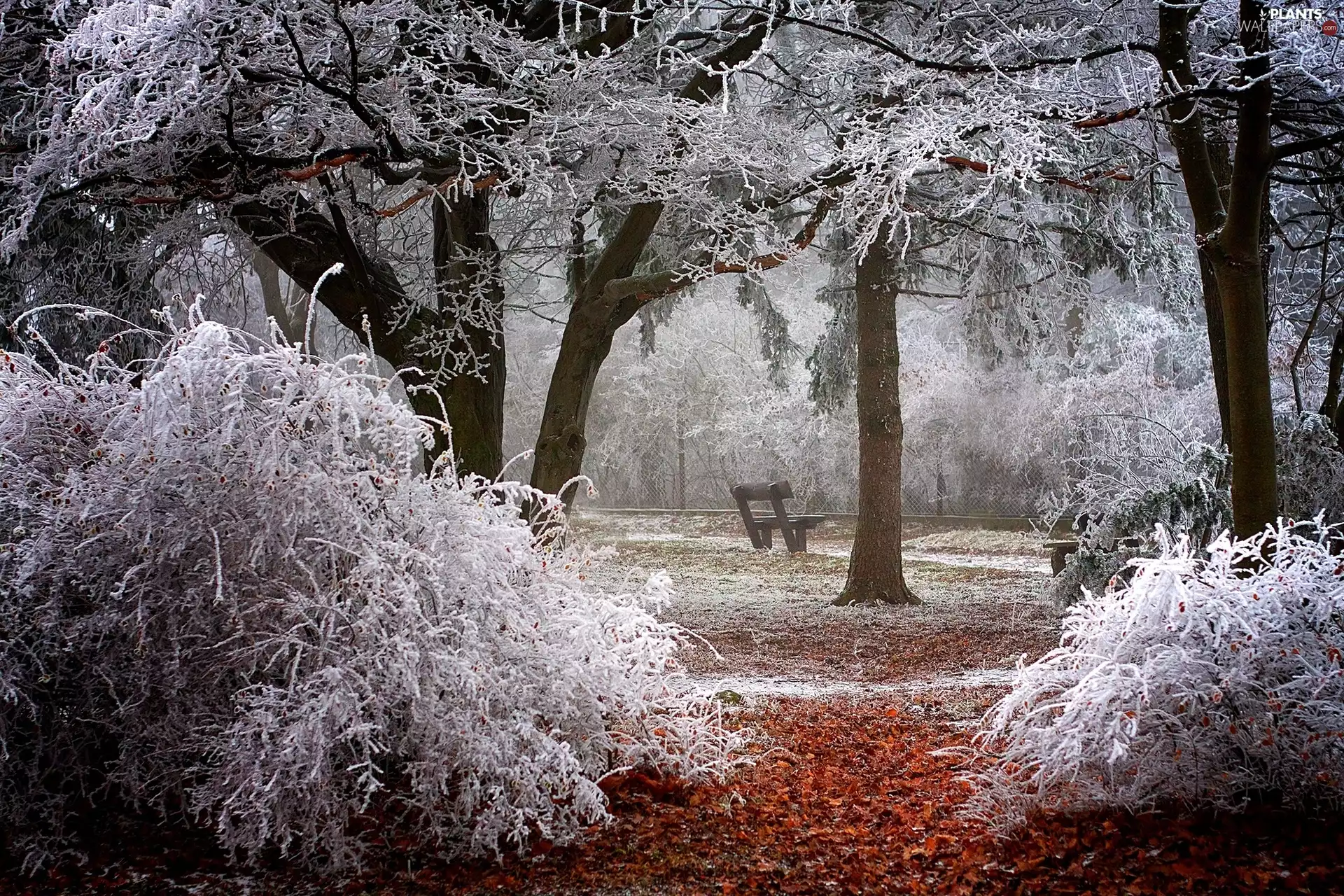 Bench, winter, trees, viewes, frosty, Park