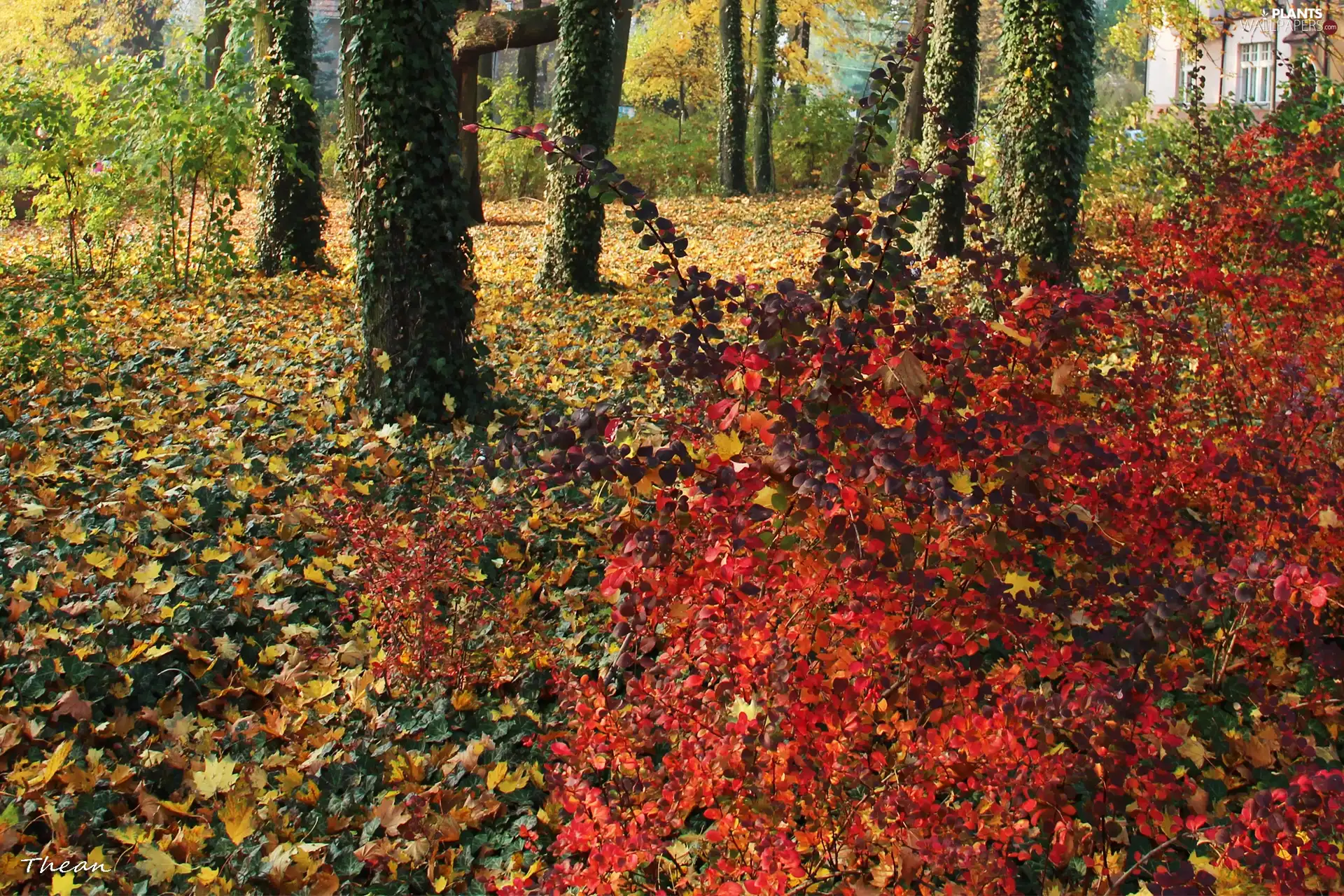 Leaf, color, viewes, Park, trees, Autumn