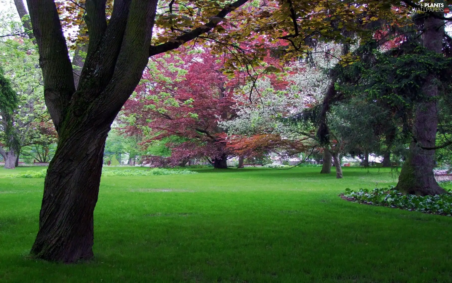 Park, trees, viewes, color