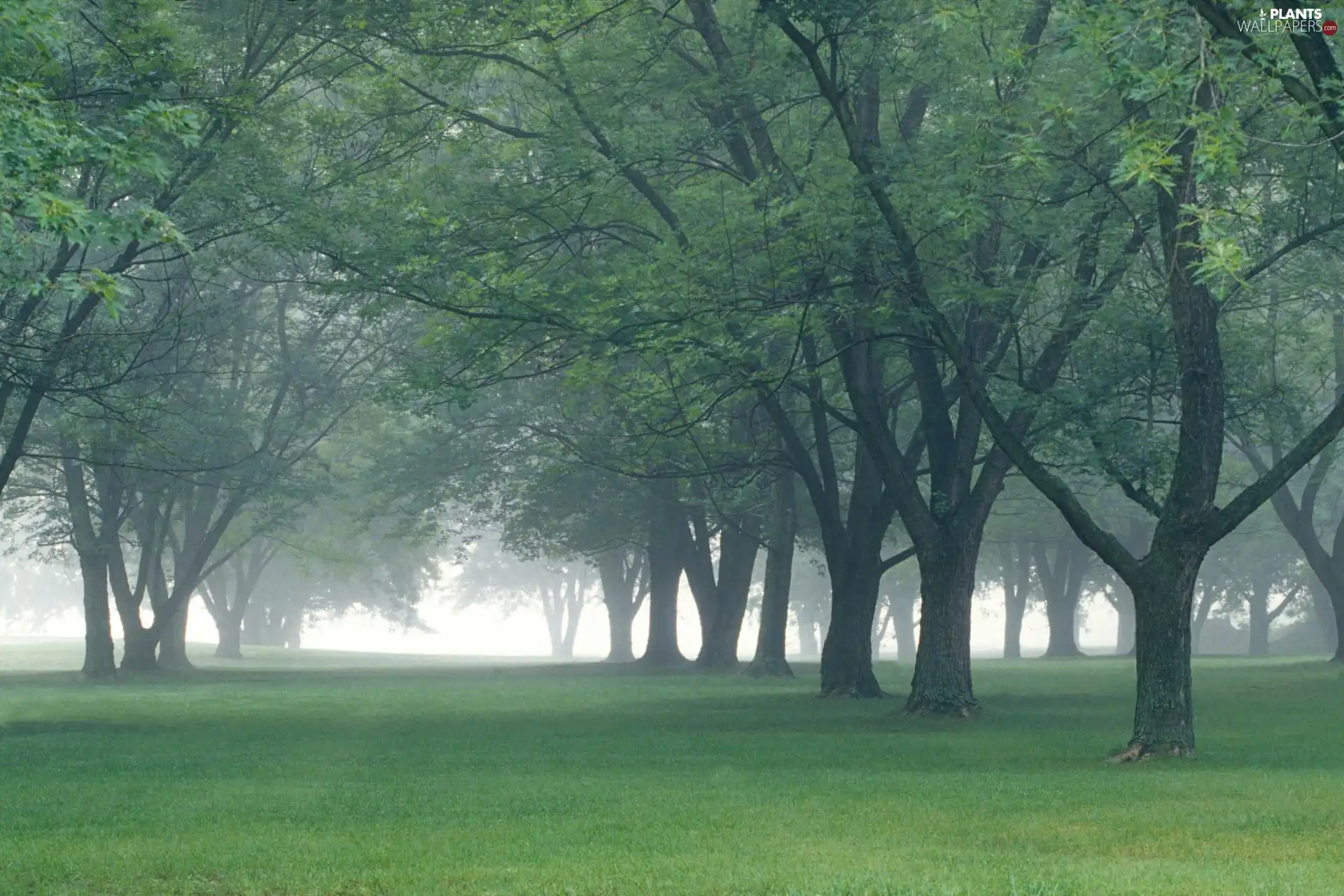 Park, trees, viewes, Fog