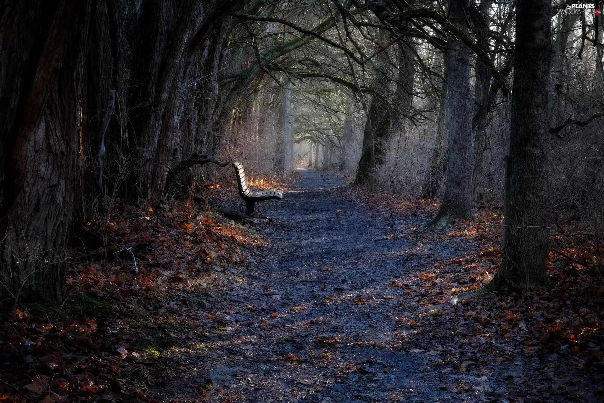 lane, autumn, trees, viewes, Bench, Park