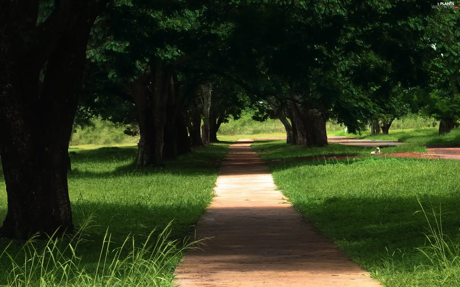 Park, trees, viewes, Path