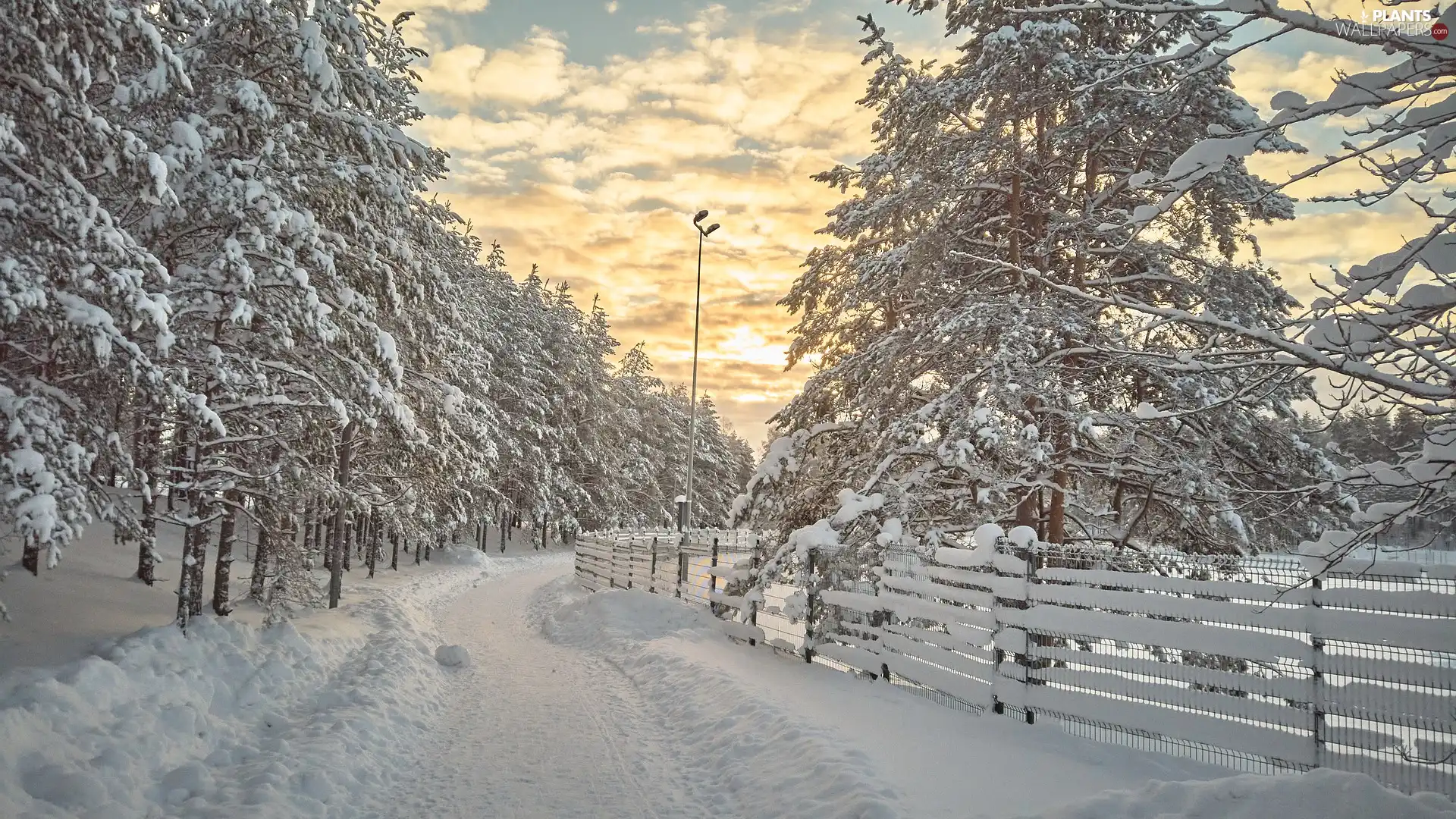 Fance, trees, Park, viewes, winter, Way, Sky