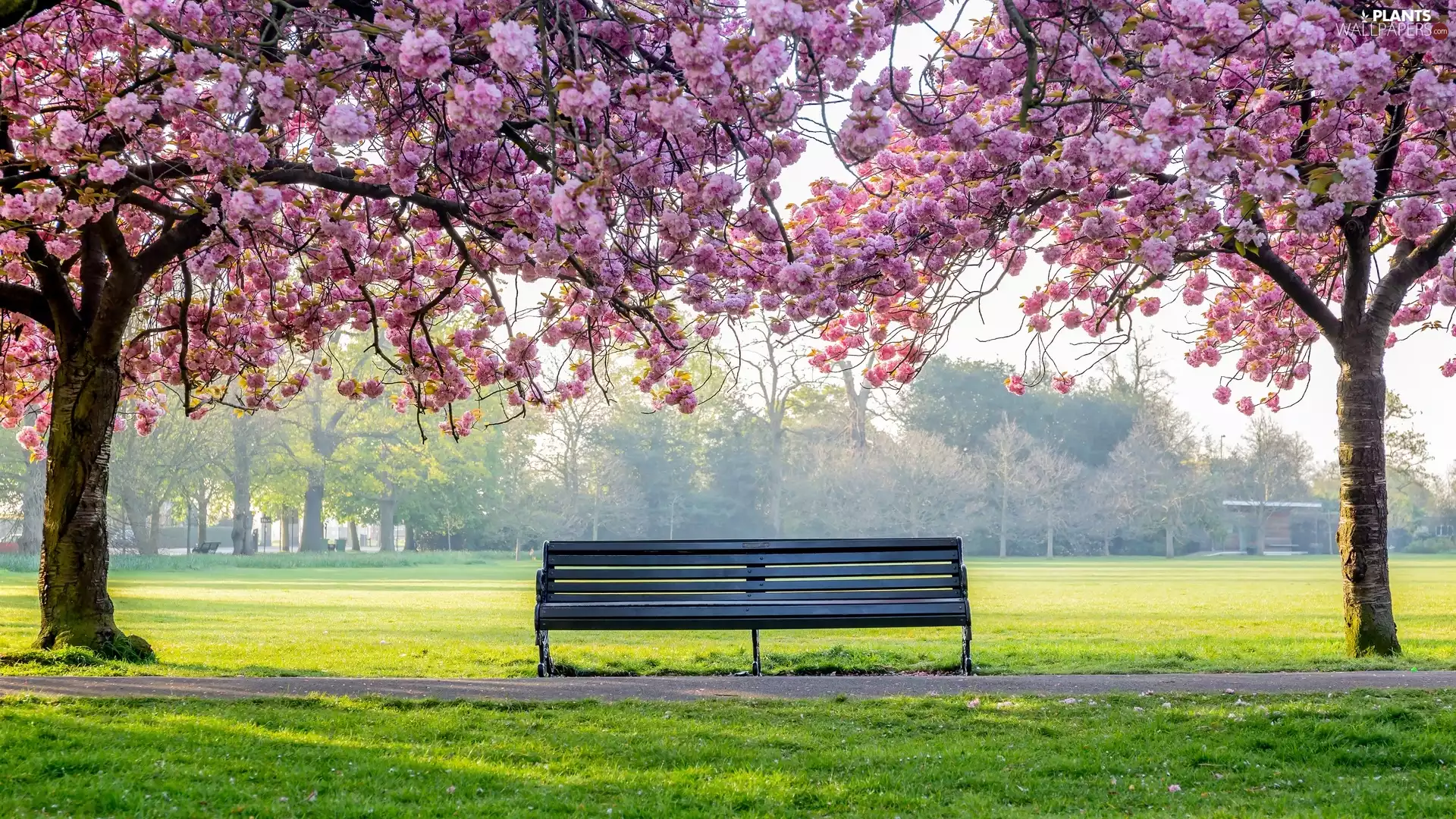 Spring, Bench, trees, viewes, Flourished, Park