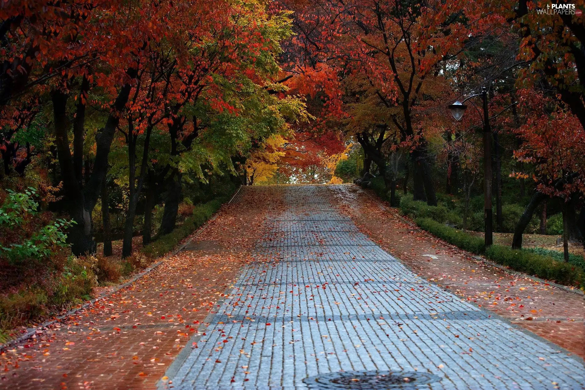 Street, autumn, trees, viewes, Leaf, Park