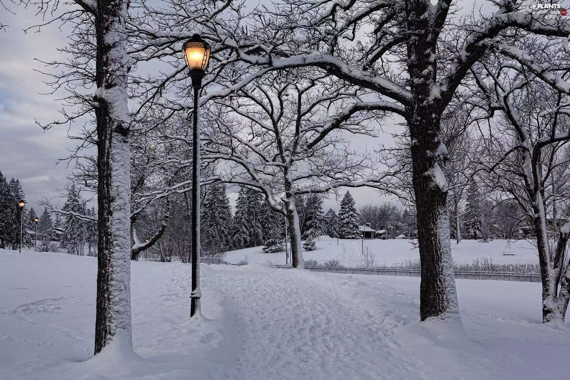 trees, viewes, Park, lanterns, winter