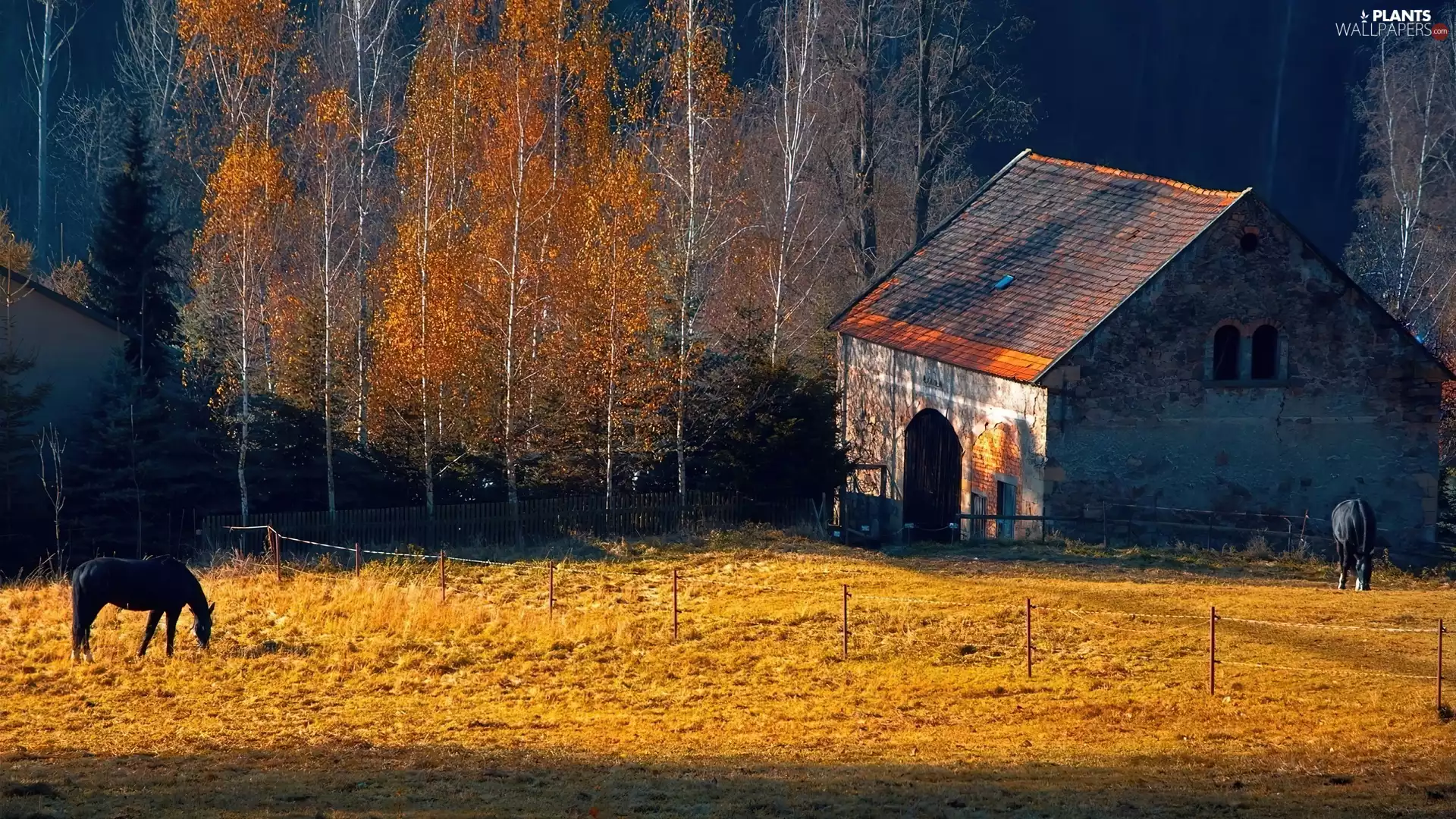 trees, viewes, pasture, cote, bloodstock