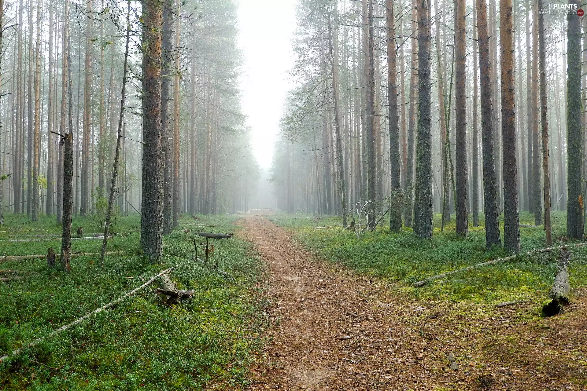 trees, viewes, Path, Fog, forest
