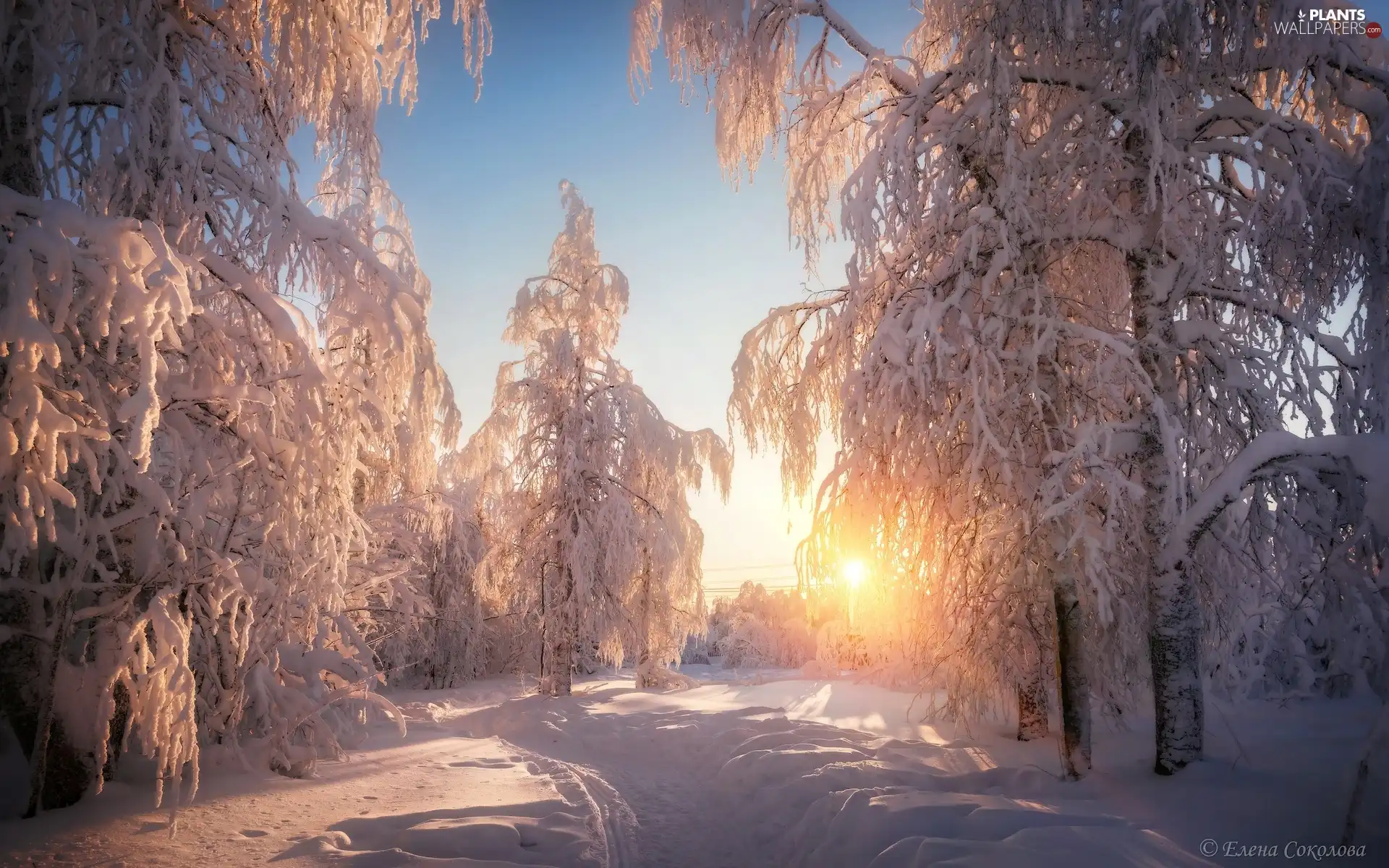 viewes, winter, rays of the Sun, Path, Snowy, trees