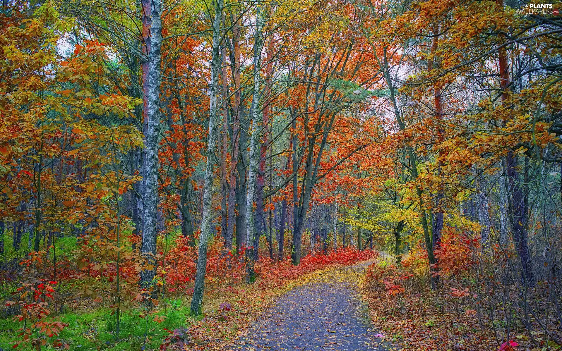 color, trees, Path, viewes, forest, Leaf, autumn