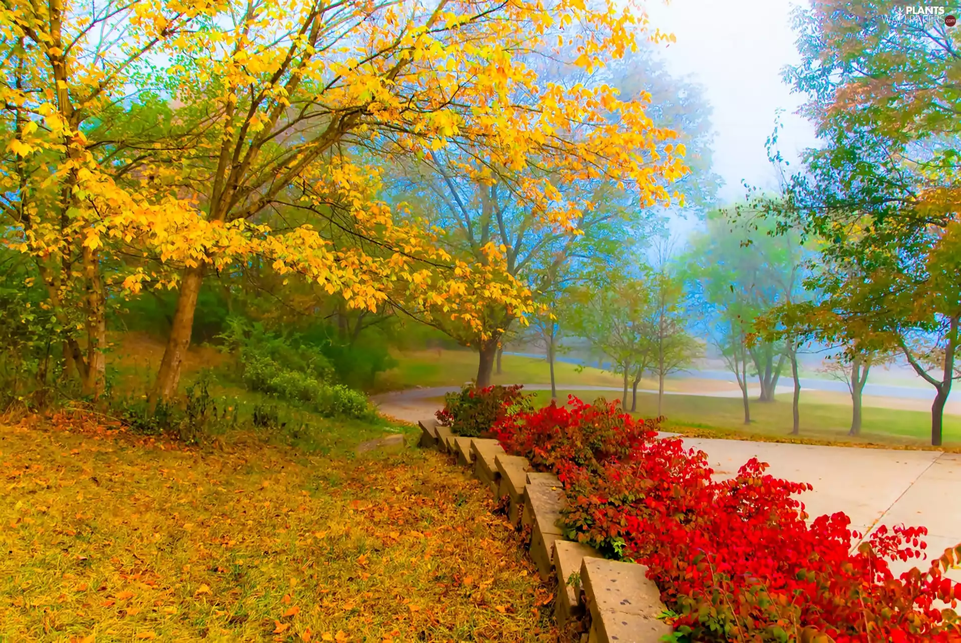 Bush, trees, Path, viewes, Park, Fog, autumn