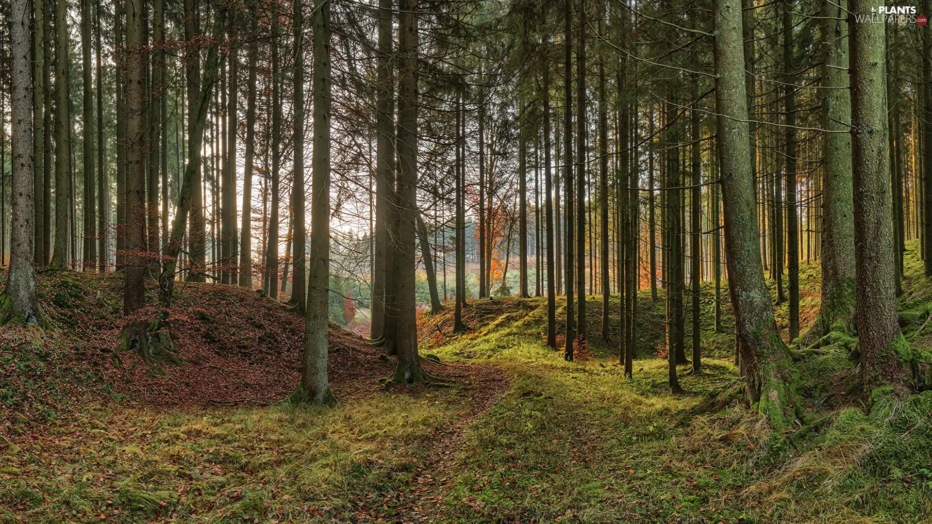 fallen, forest, trees, viewes, Leaf, Path