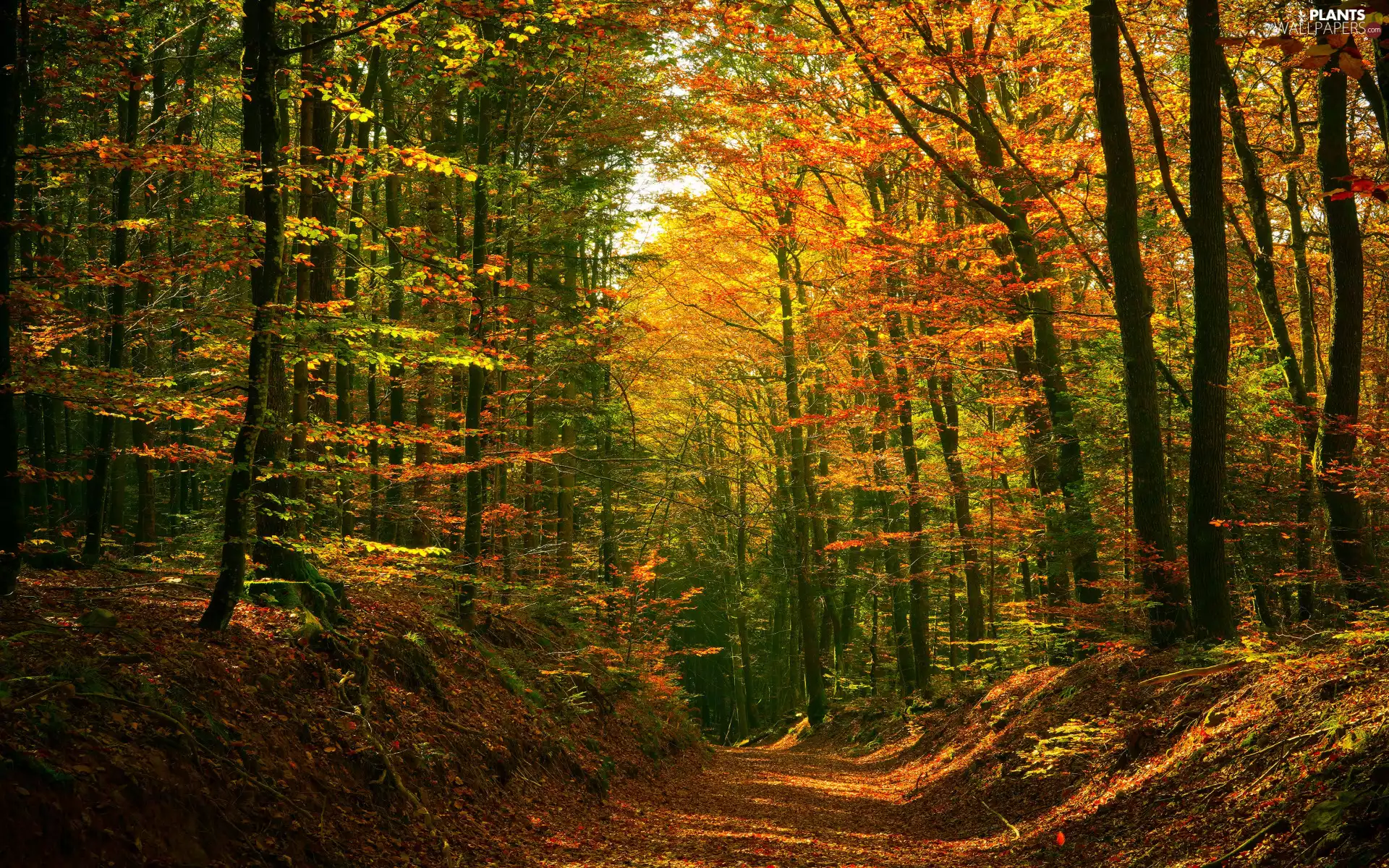 forest, autumn, trees, viewes, color, Path