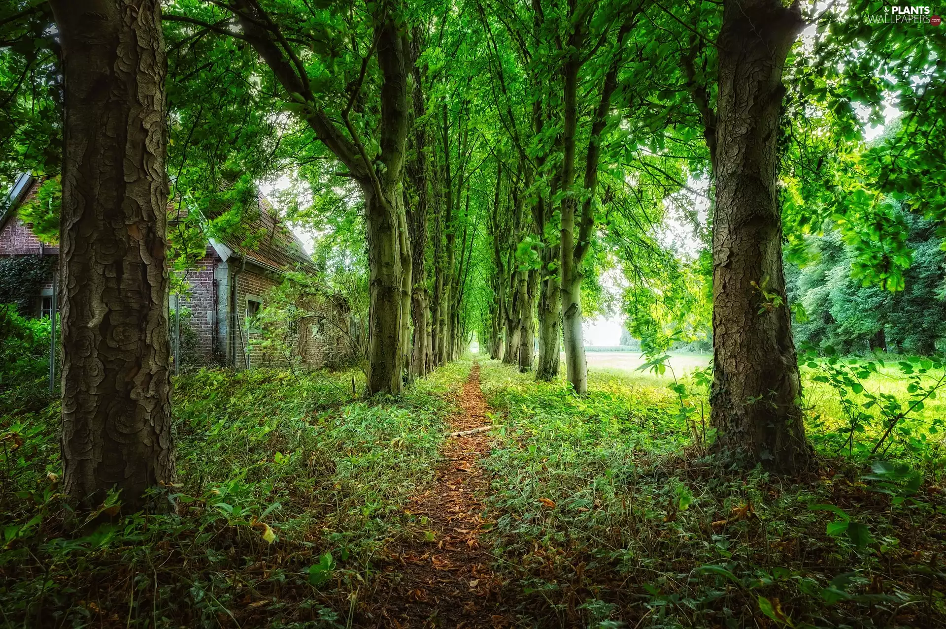 trees, viewes, Path, house, Way