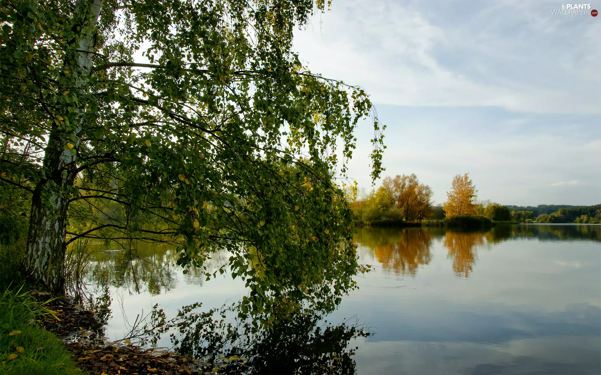 lake, branch pics, viewes, birch-tree, trees