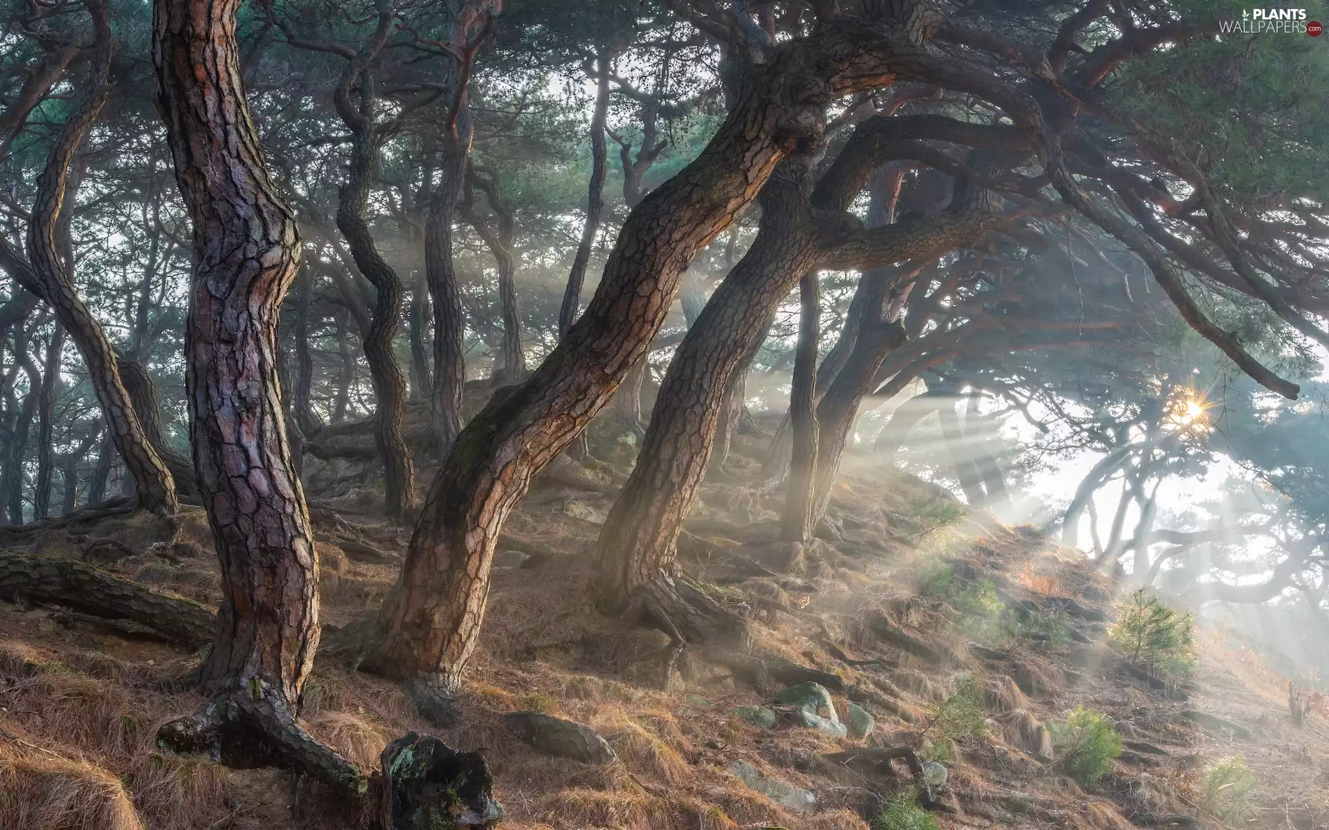 viewes, Hill, Stems, trees, light breaking through sky, pine, roots