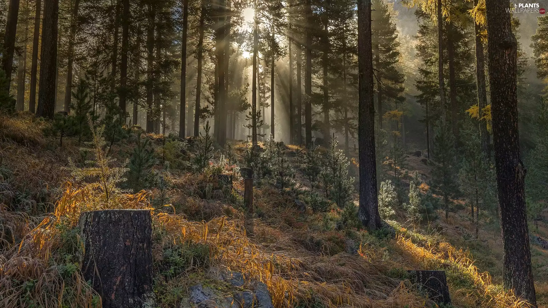 viewes, forest, light breaking through sky, Plants, pine, trees