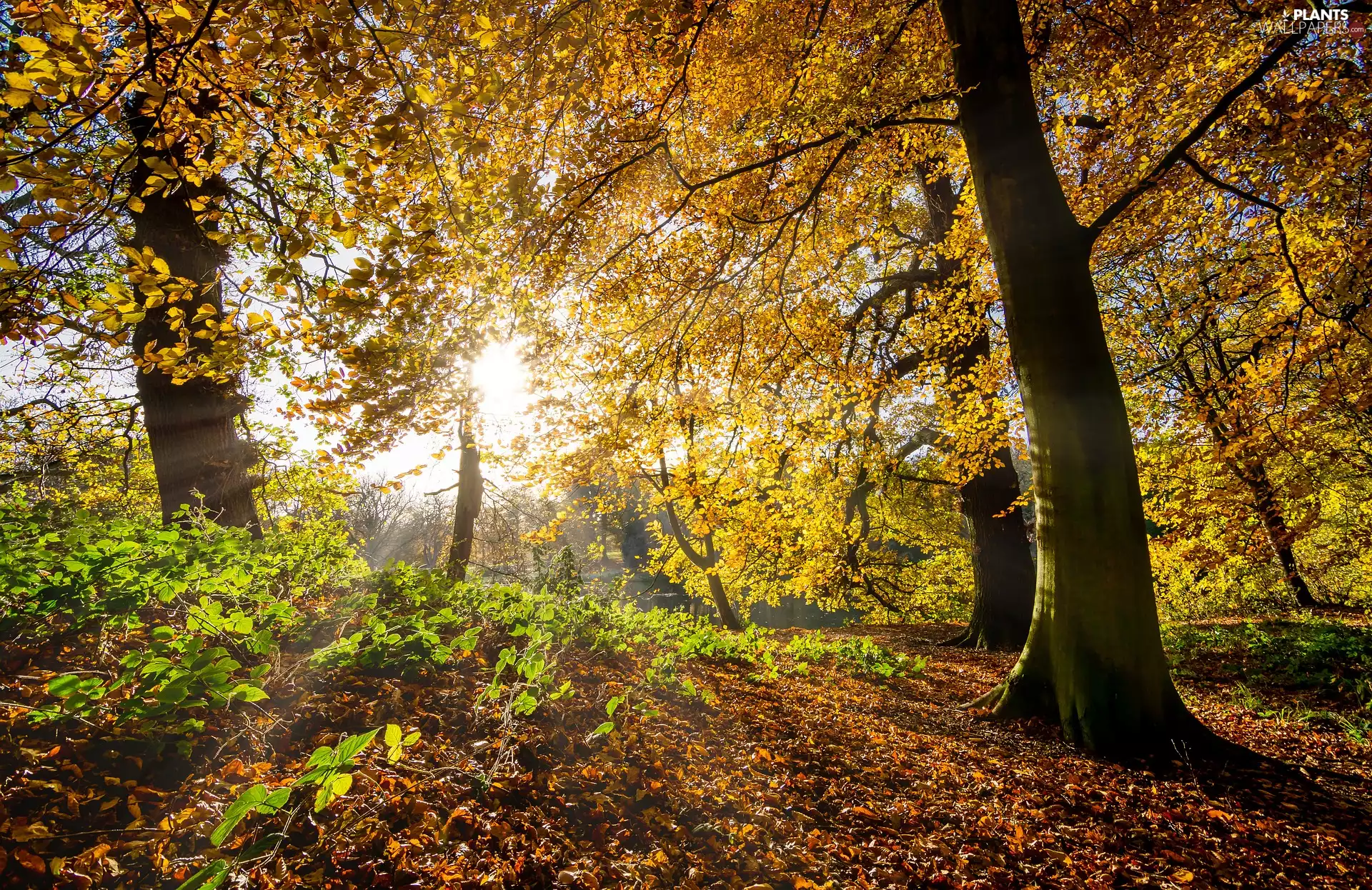 viewes, autumn, rays of the Sun, Plants, Leaf, trees