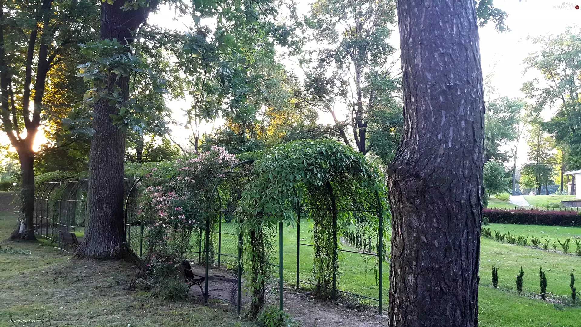 lane, trees, Plants, viewes, Park, tunnel, Bench