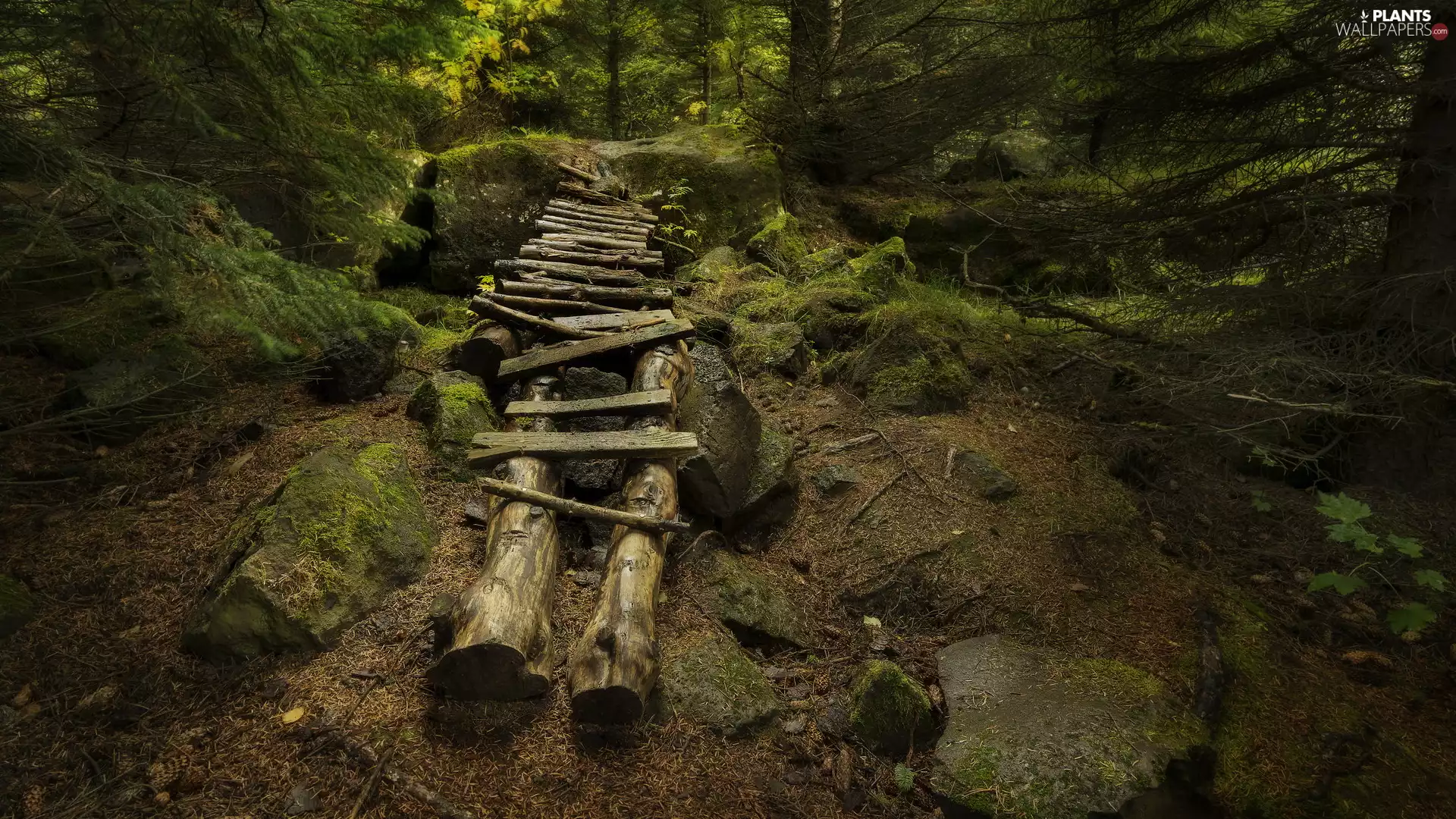 Plants, trees, Platform, viewes, forest, footbridge, Stones